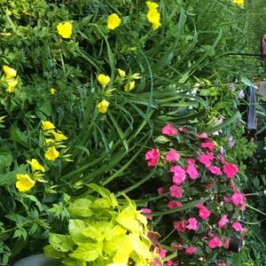 Meet your Posher, Paula